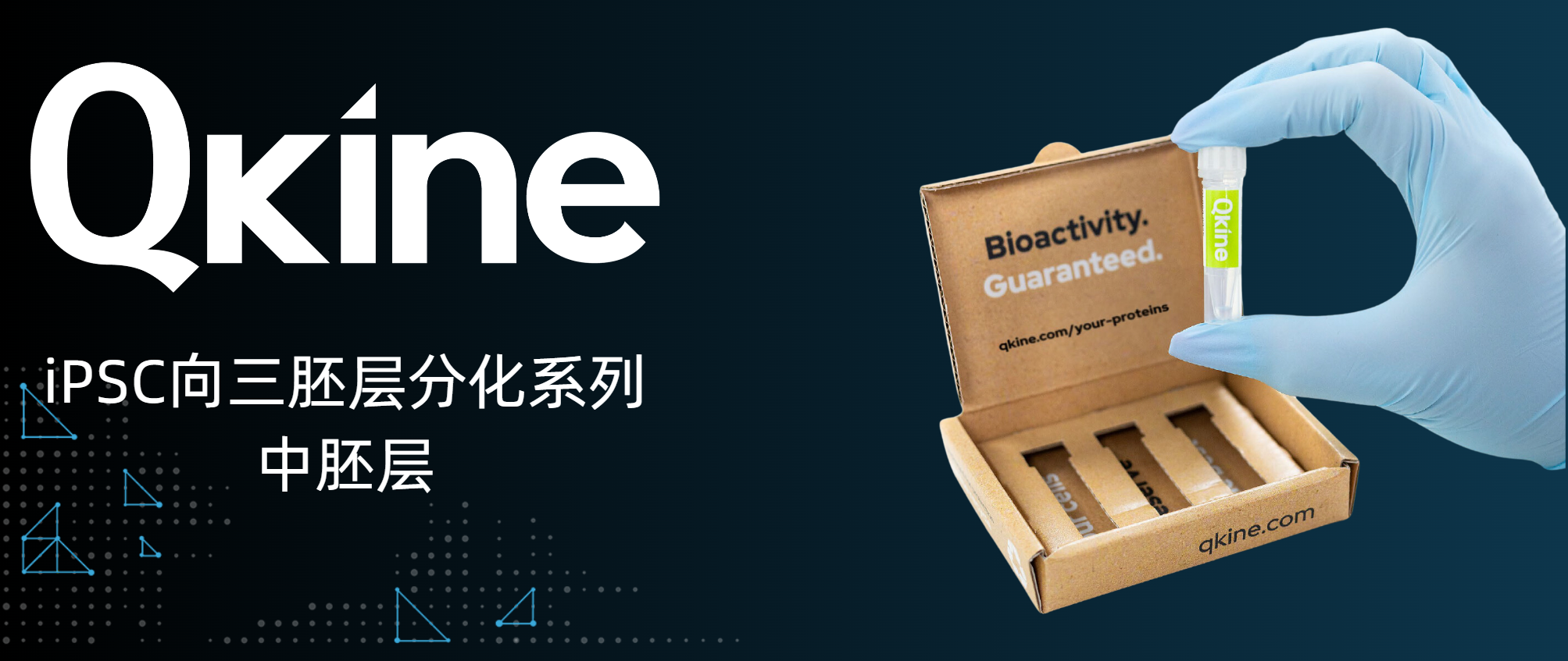 Qkine細胞因子：iPSC向三胚層分化系列--中胚層