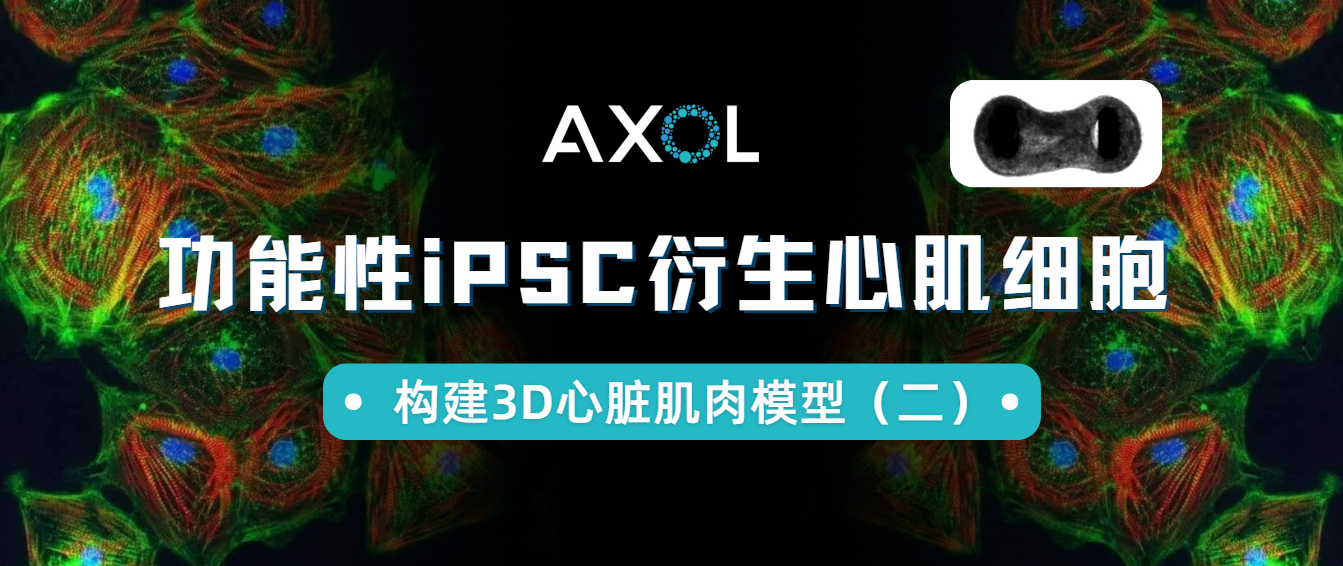 Axol功能性iPSC衍生心肌細胞賦能Bi/ond微流控芯片：構建3D心臟肌肉模型（二）