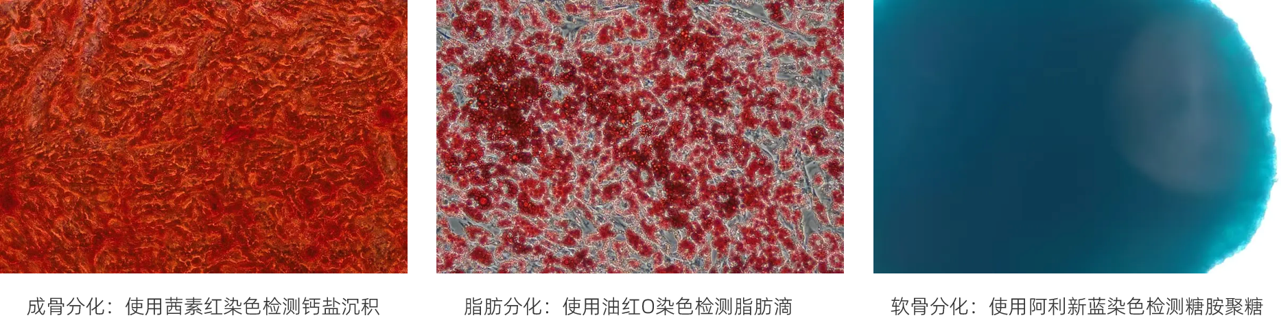 MSC-分離鑒定