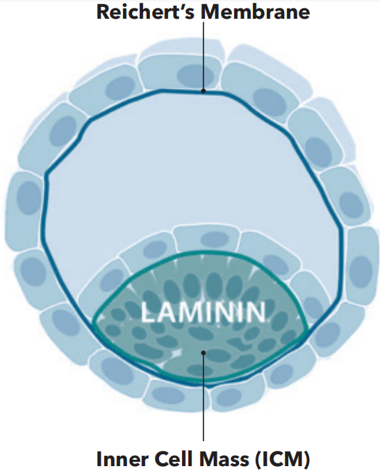 天然存在于細胞環境的Laminin