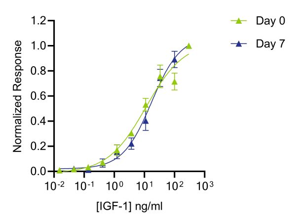 測量IGF-1螢火蟲熒光素酶活性