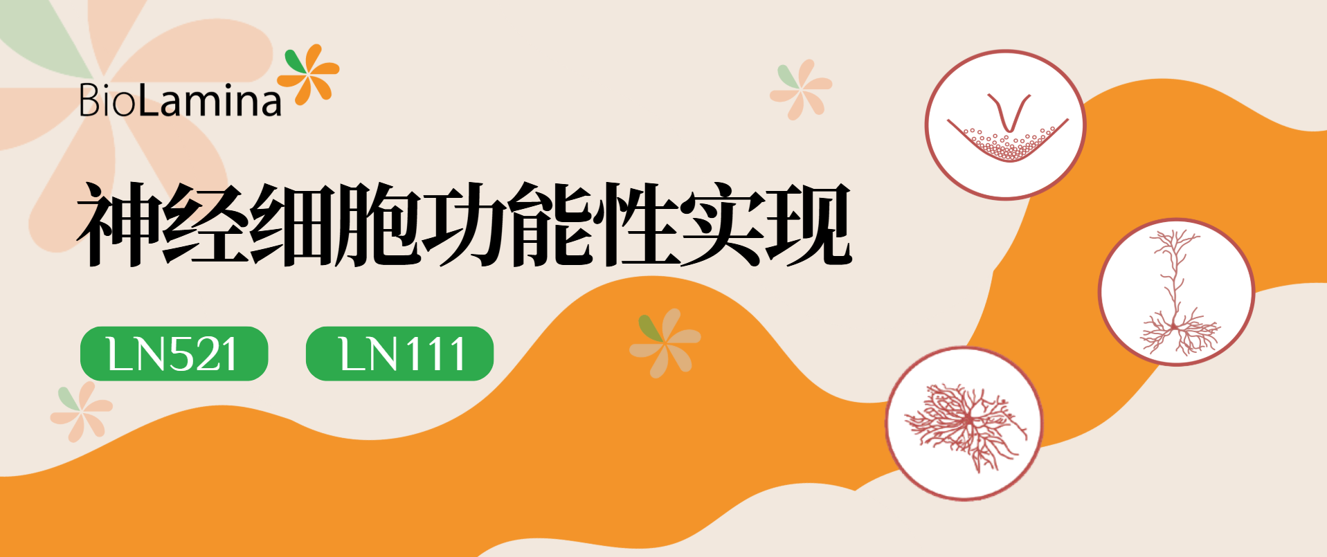 神經細胞功能性實現！看Biolaminin如何表現