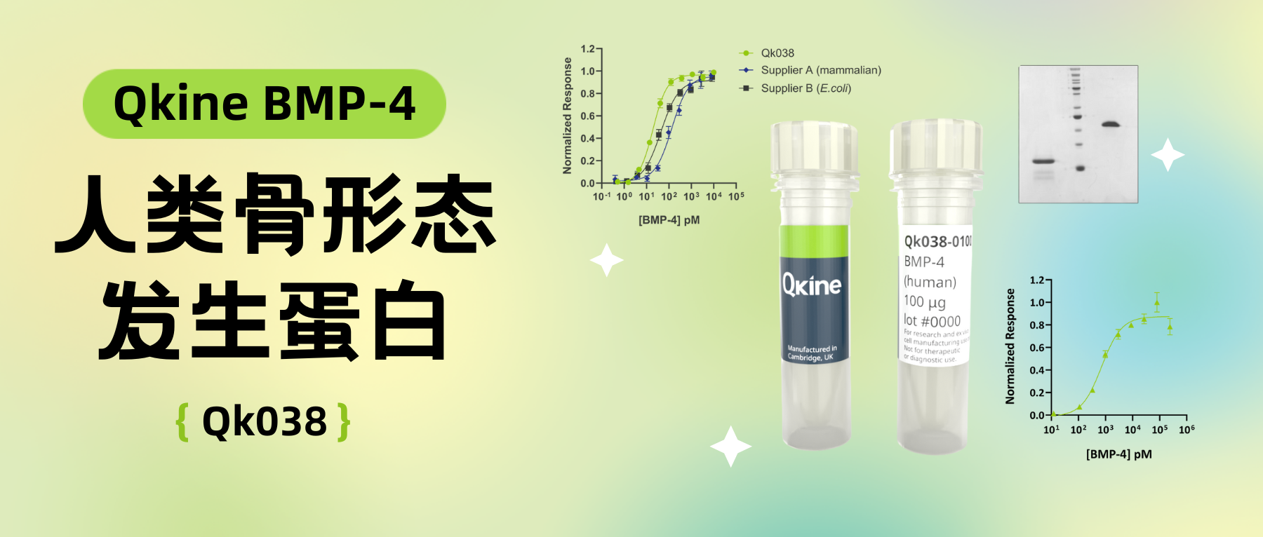 Qkine細胞因子｜BMP-4 (Qk038) 骨形態發生蛋白-4