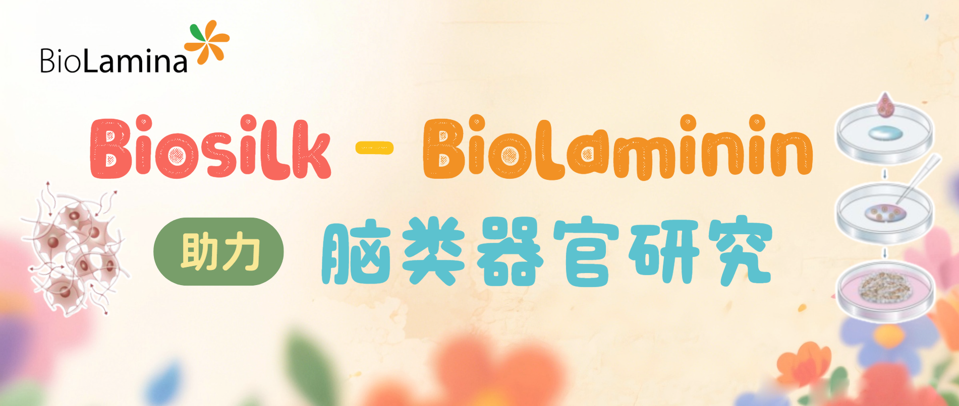 3D培養應用：重組層粘連蛋白蛛絲支架Biosilk-Biolaminin助力腦類器官研究